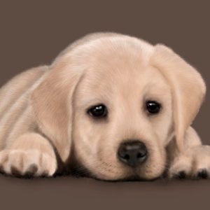 Labrador Puppy, kortti