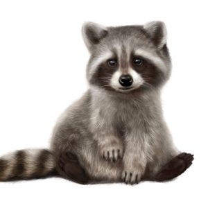 Raccoon, card